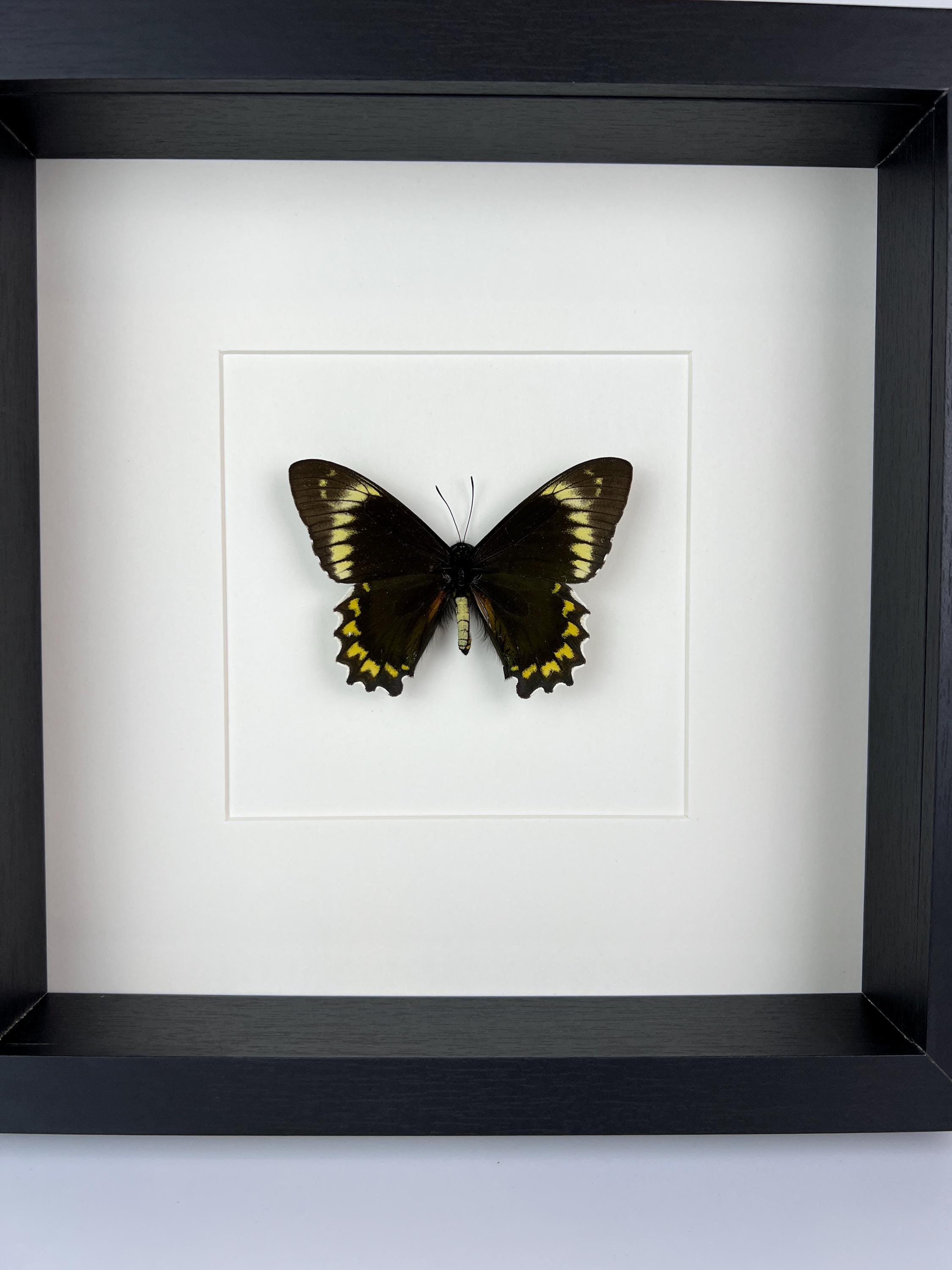 Battus Madyes Chlorodamas in lijst