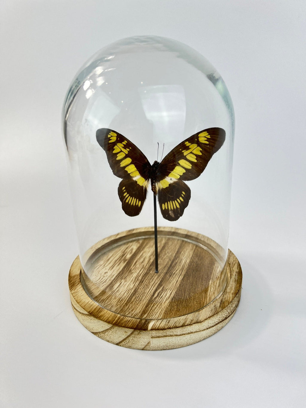 Graphium Latreillanus Theorini in einer Glasglocke von KEY LIME STORE