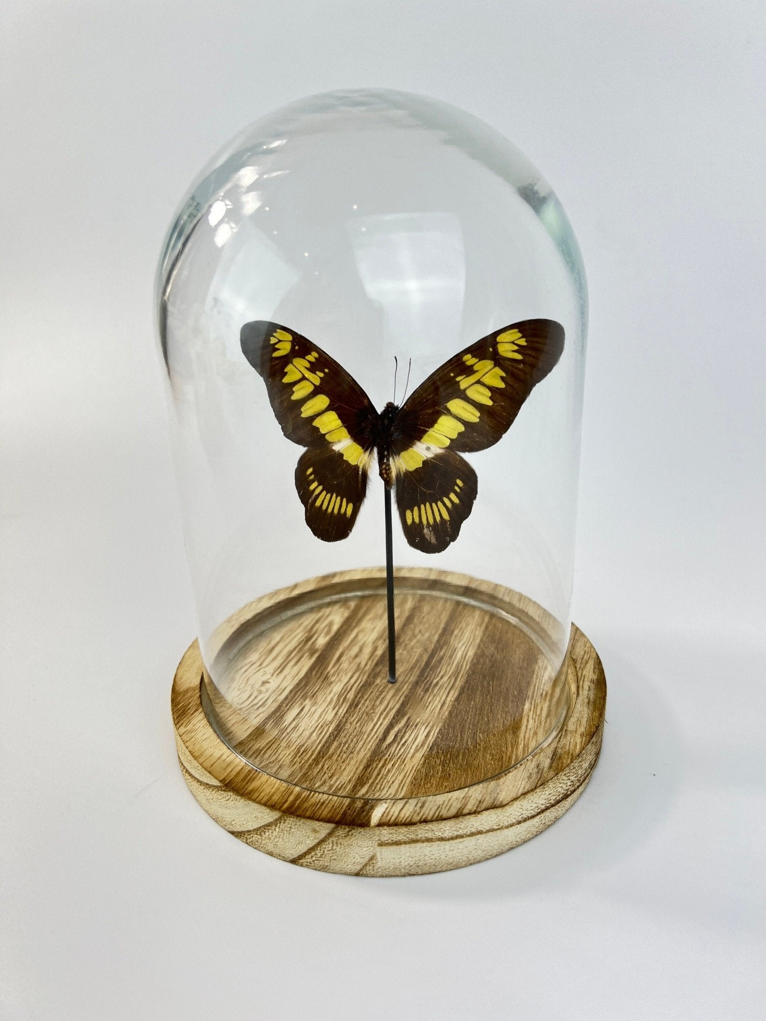 Graphium Latreillanus Theorini in einer Glasglocke von KEY LIME STORE