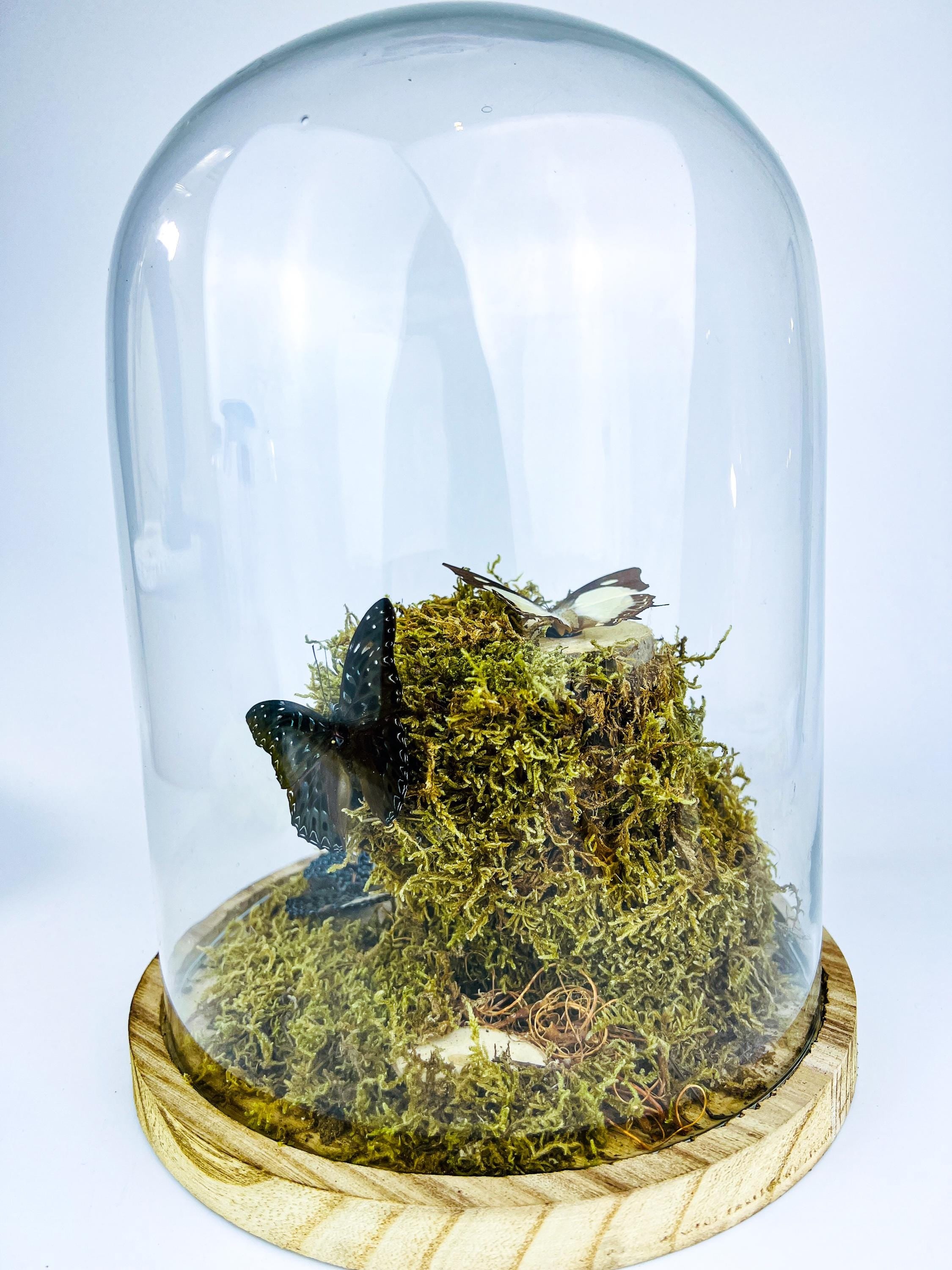 Polyura Athamas, Dichorragia Ninus en Hamadryas Amphinome in stolp