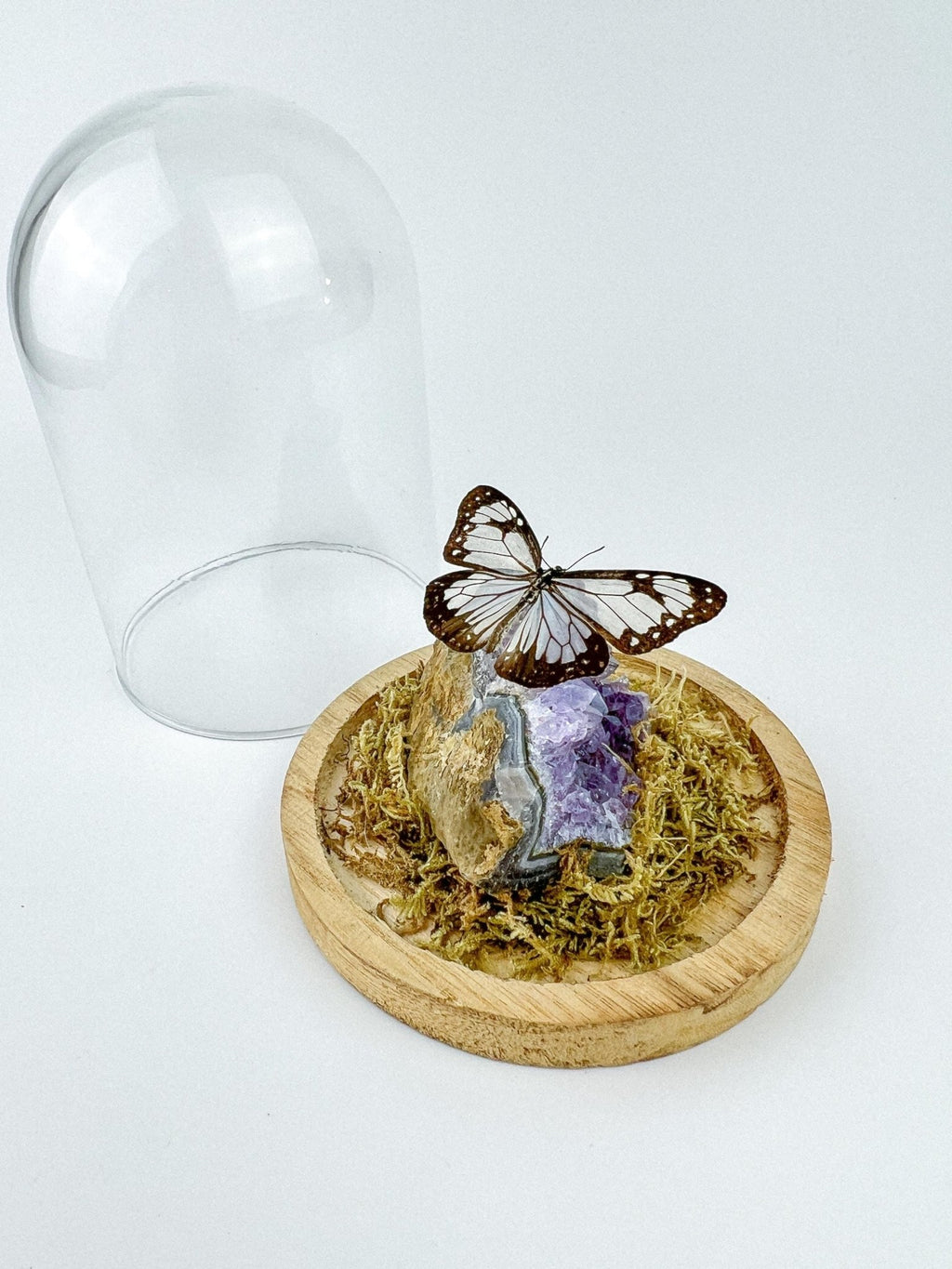 Parantica Vitrina auf Amethyst in einer Glasglocke von KEY LIME STORE