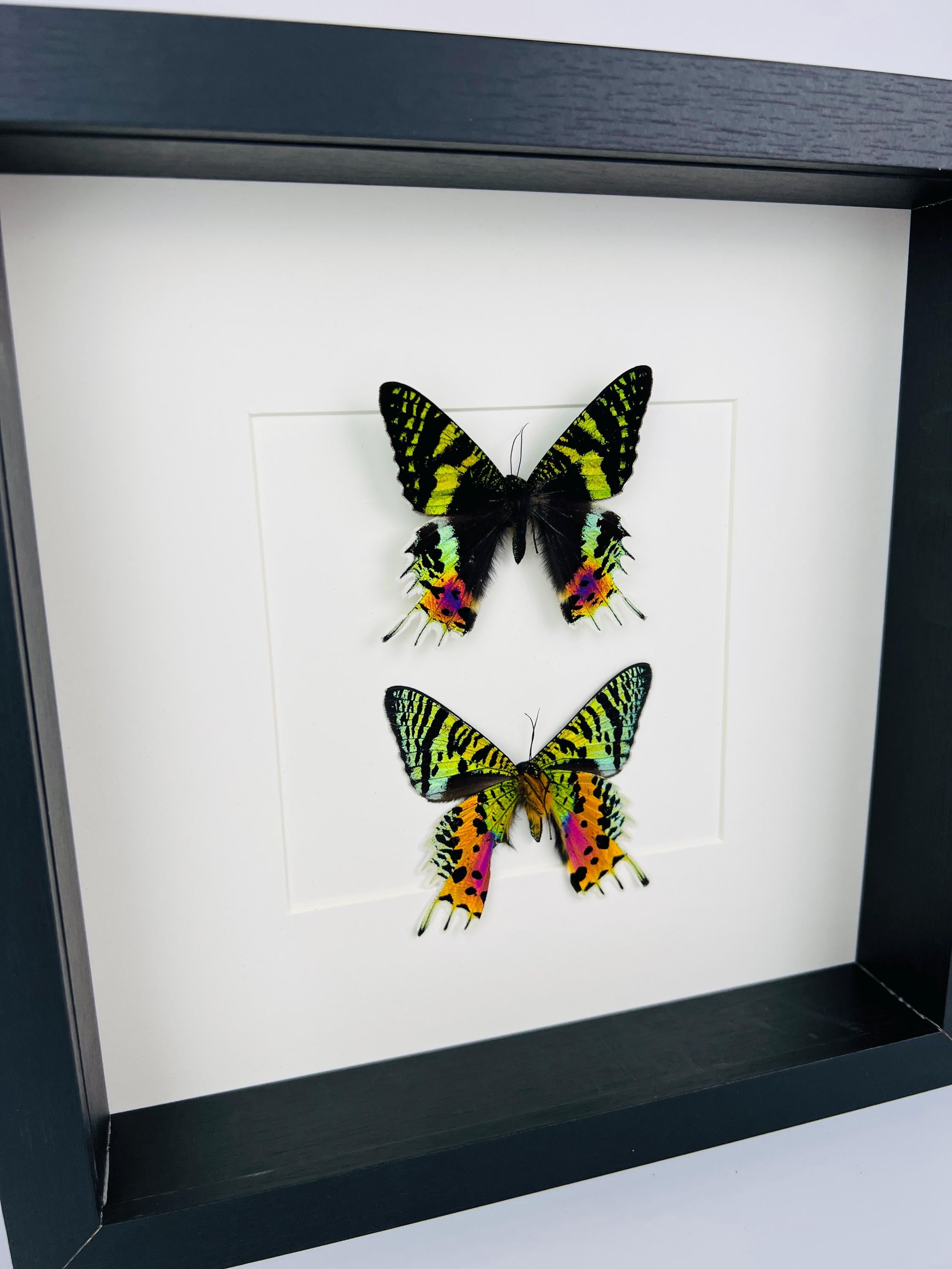 Echte vlinders Urania Ripheus (voor- en achterkant) - ingelijst - 25 x 25 cm (9,8 x 9,8 inch)