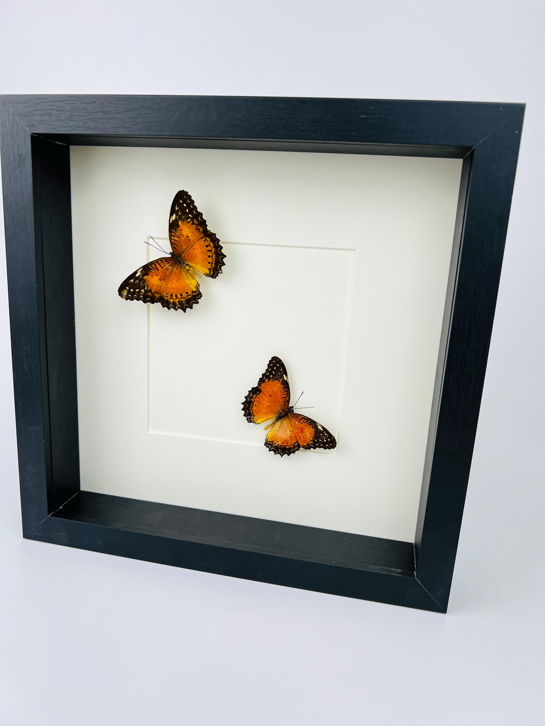 Cethosia Biblis im Rahmen