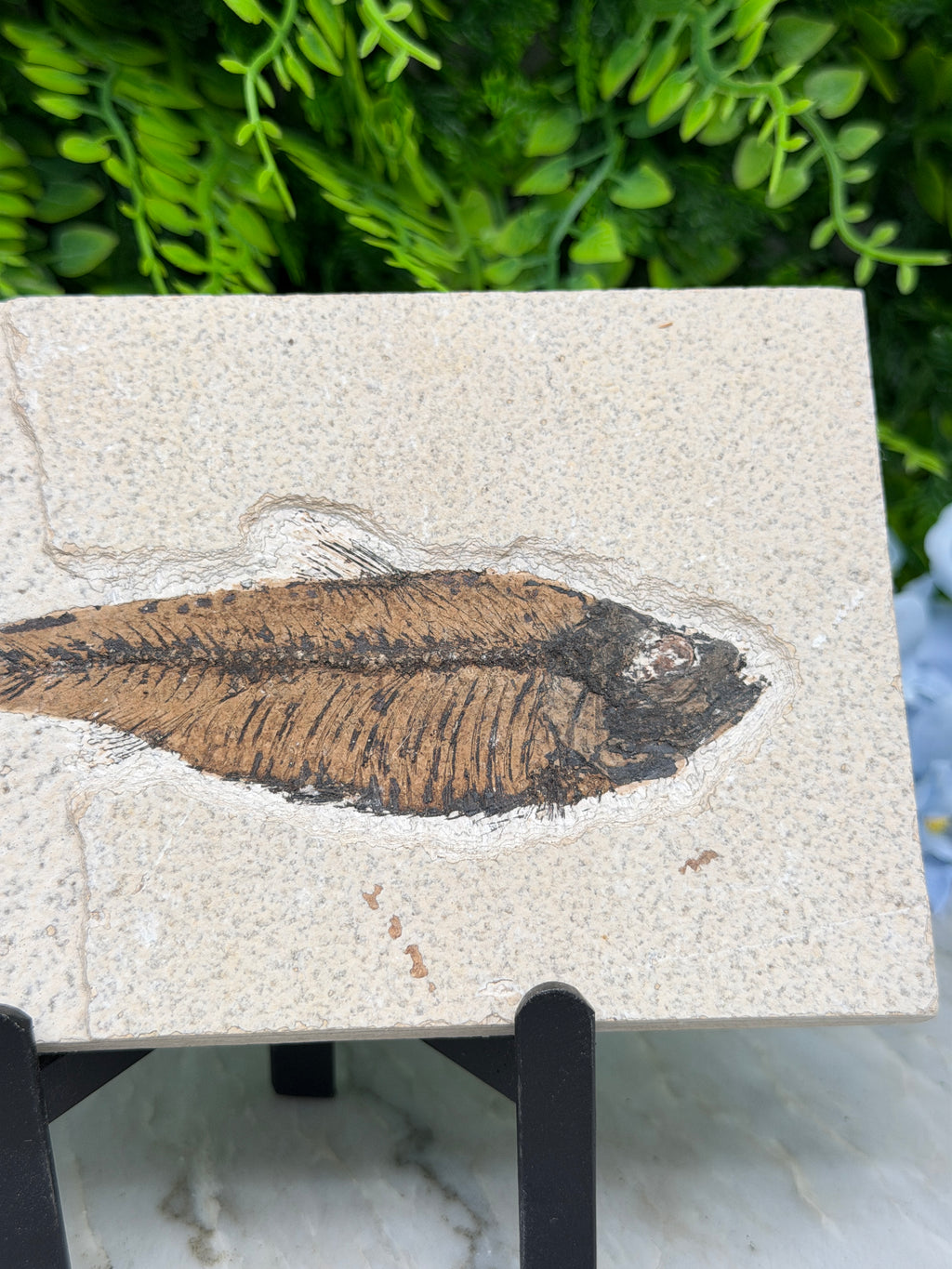 a fossilized fish preserved in rock, with a detailed and realistic representation of the fish's scales and fins.