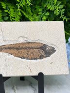 a fossilized fish preserved in rock, with a detailed and realistic representation of the fish's scales and fins.