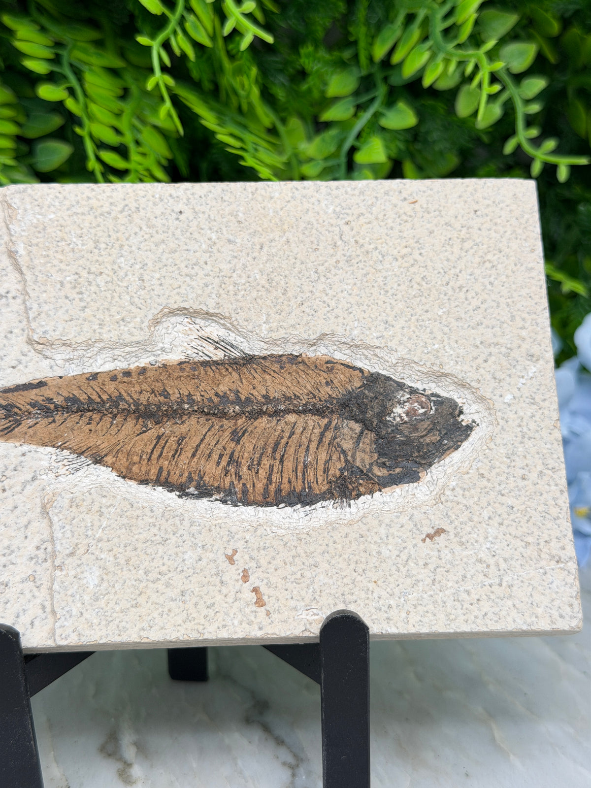 a fossilized fish preserved in rock, with a detailed and realistic representation of the fish's scales and fins.