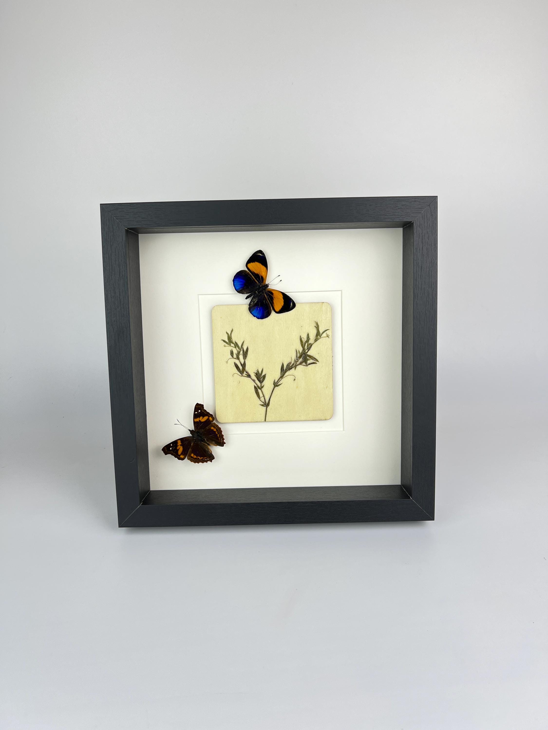 Asterope Markii und Doxocopa mit Trockenblumen im Rahmen