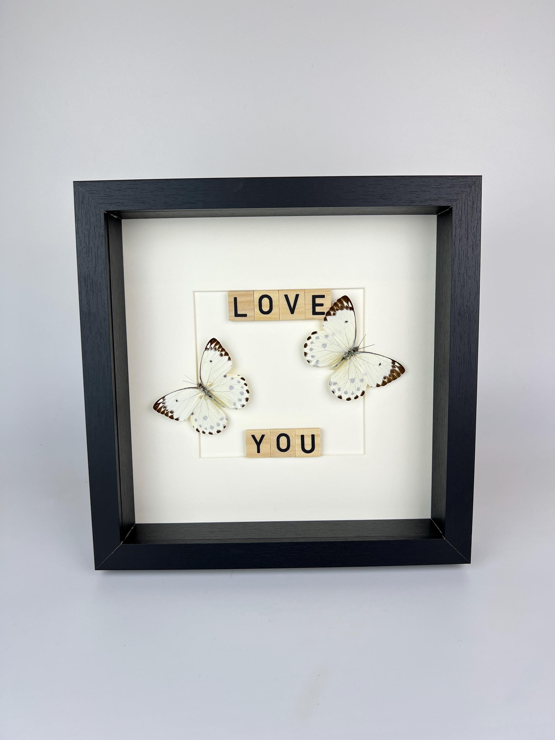 Hebemoia Leucippe-Schmetterling im Rahmen