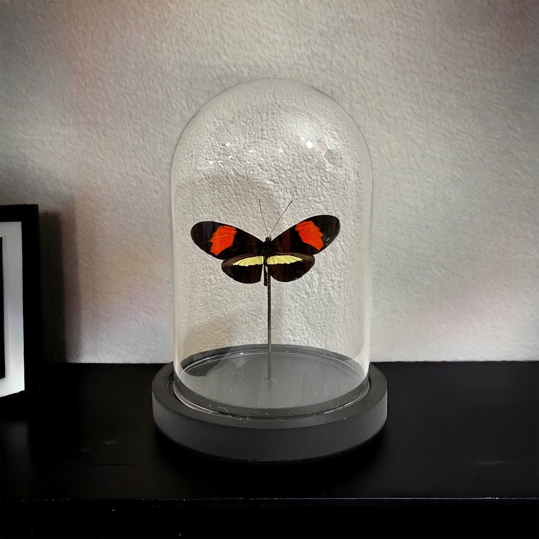 Real butterfly Heliconius Melpomene in dome