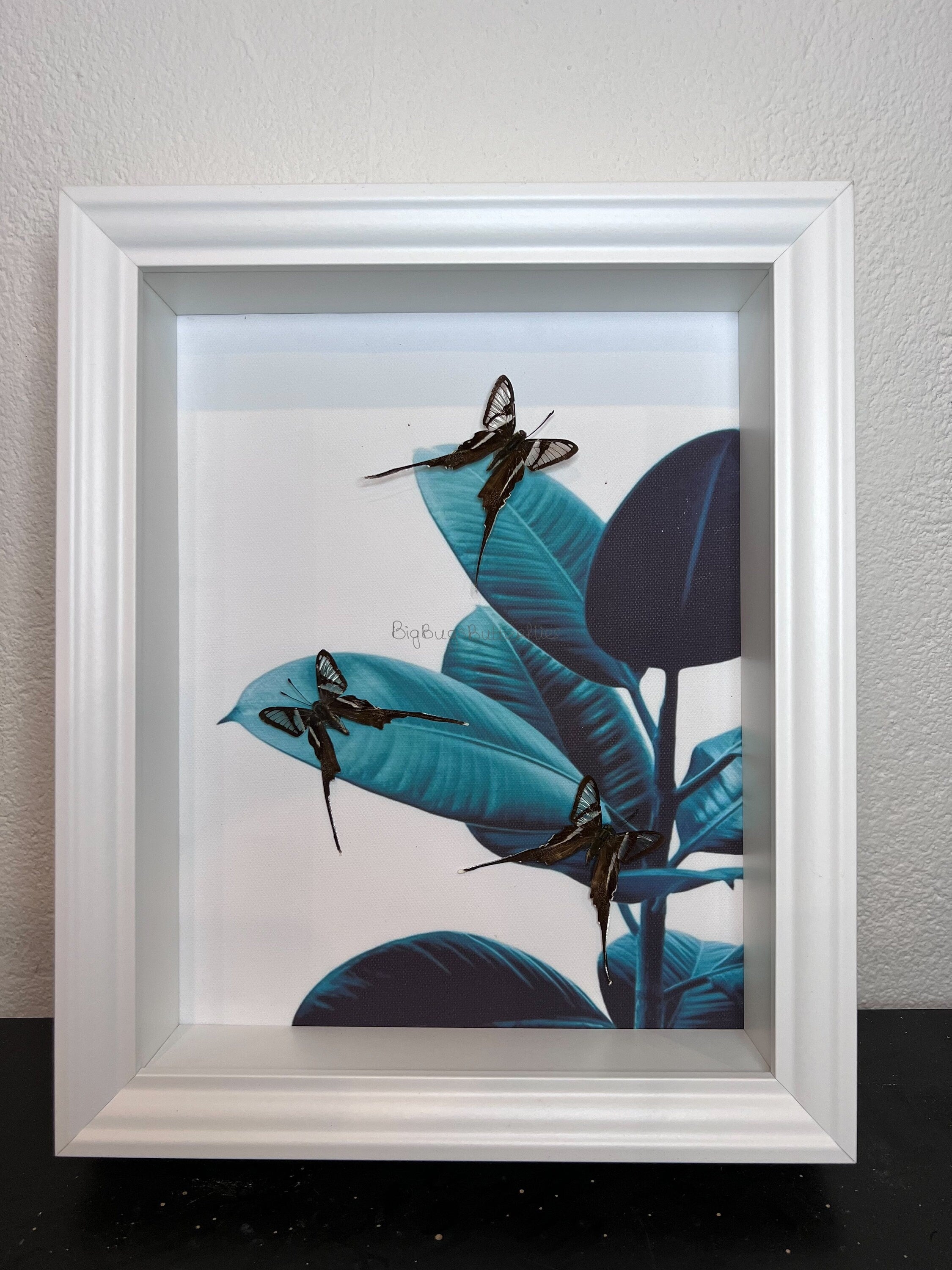 Lamproptera Meges in lijst