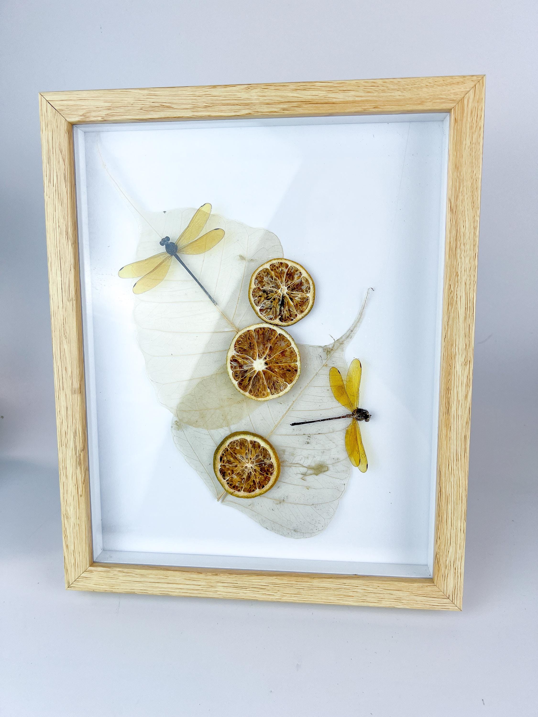 Echte insecten | Libelle met gedroogde ornamenten in lijst (28x23cm)