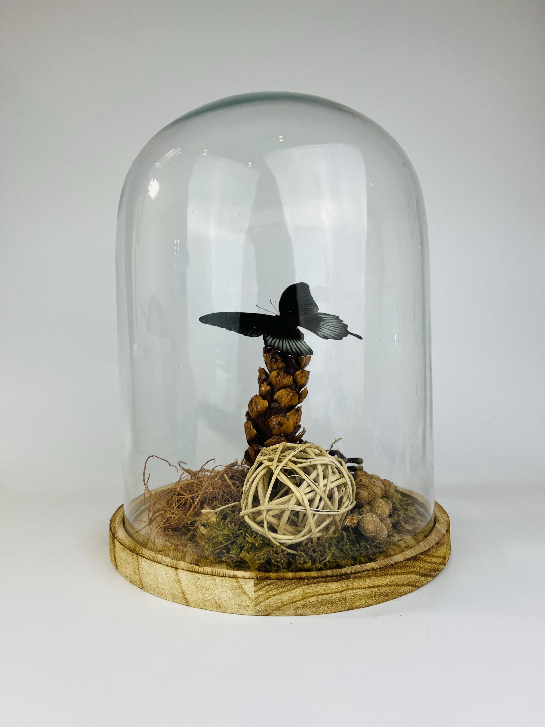 Echte vlinder | Papilio Lowi in stolp (31x23cm)