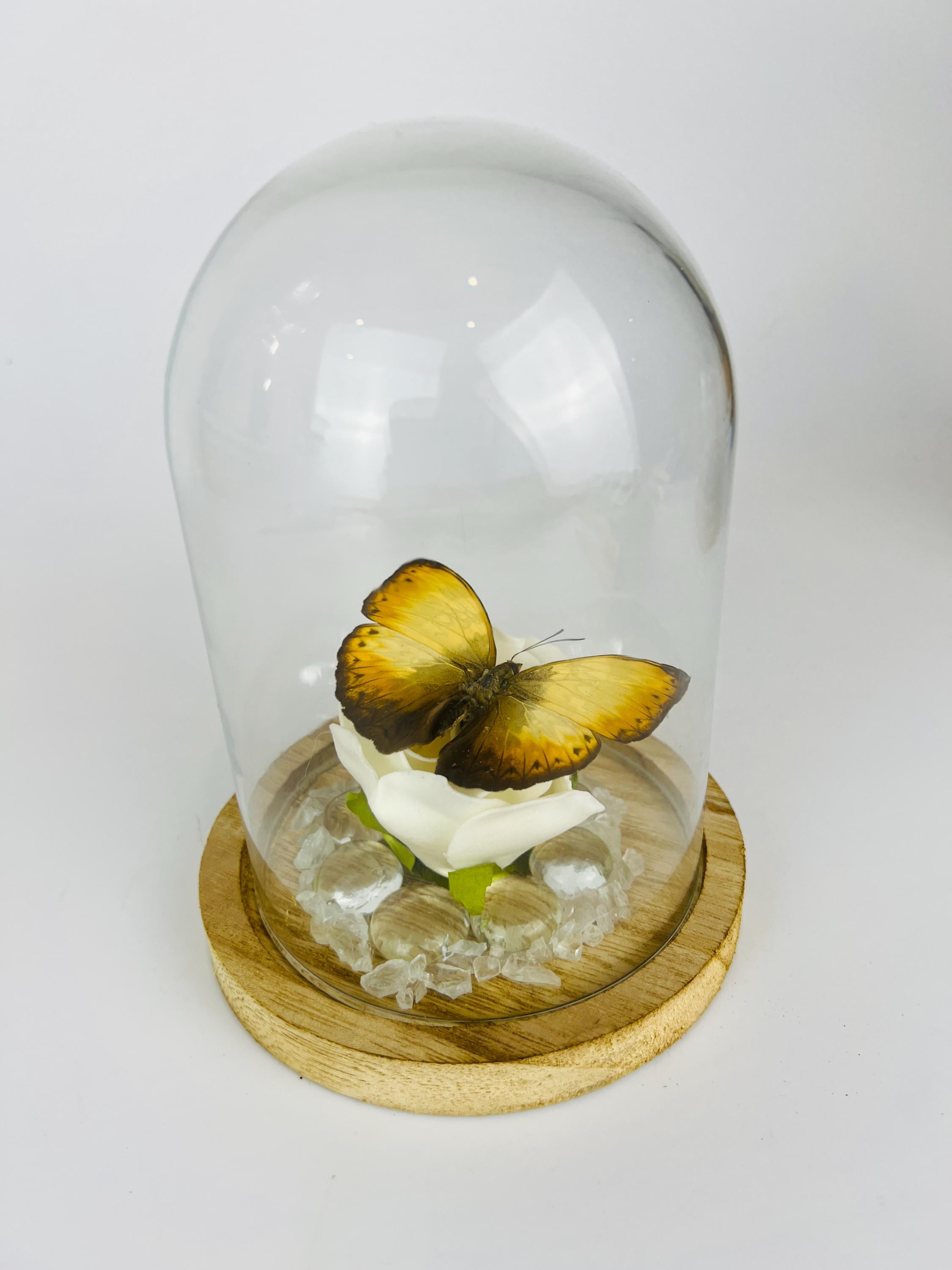 Cymothoe op faux roos met glazen steentjes in stolp