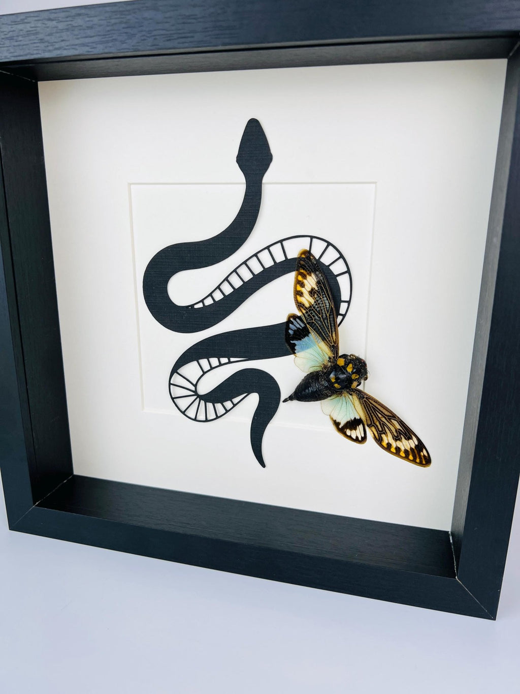 Tosena Splendida Zikade mit Schlangenmuster im Rahmen von KEY LIME STORE