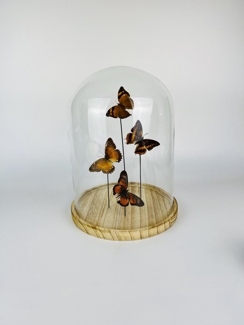 Doleschallia bisaltide, Charaxes cynthia, Cethosia biblis und Pseudacraea clarkii im Glas von KEY LIME STORE