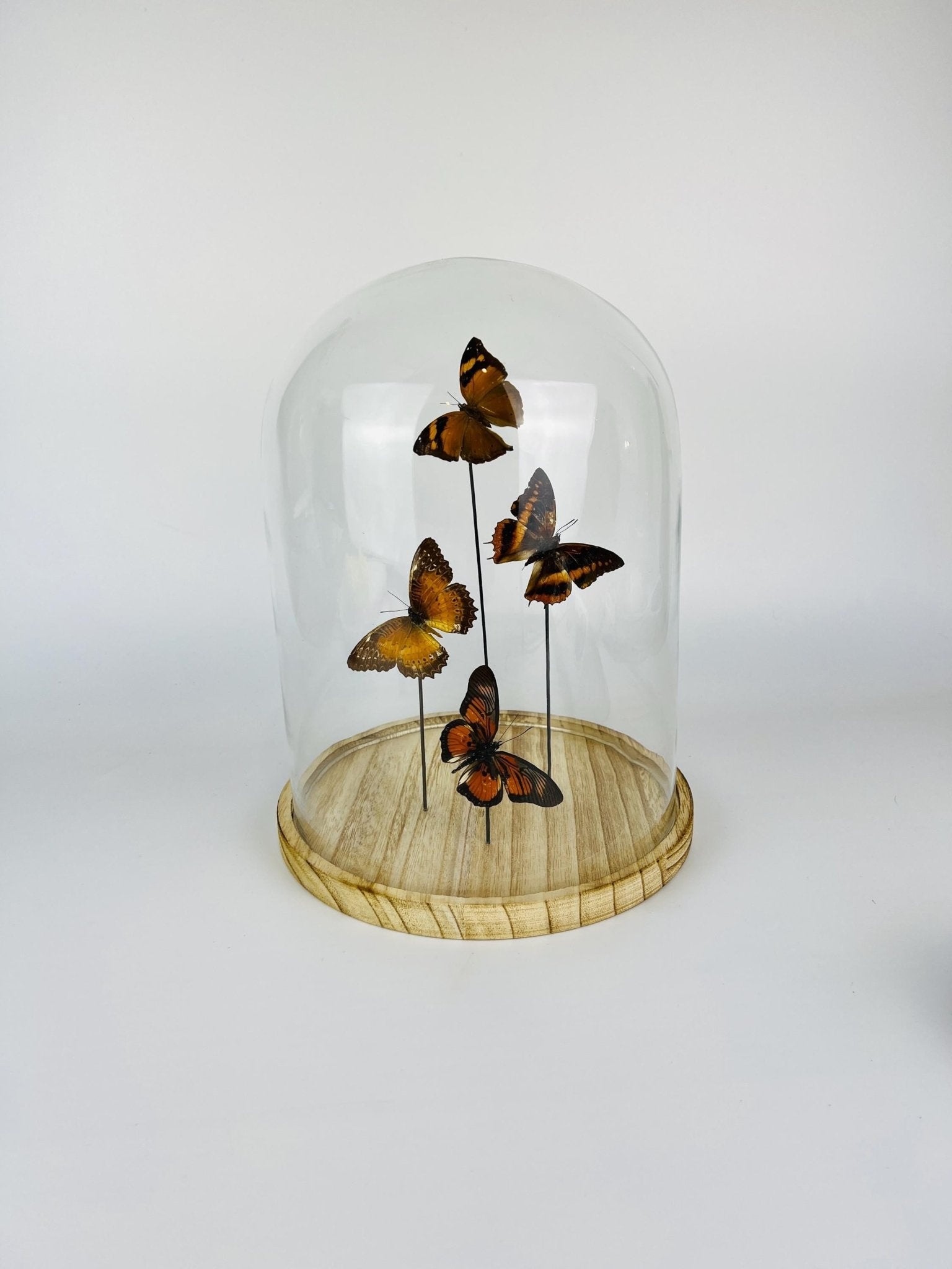 Doleschallia bisaltide, Charaxes cynthia, Cethosia biblis und Pseudacraea clarkii im Glas von KEY LIME STORE