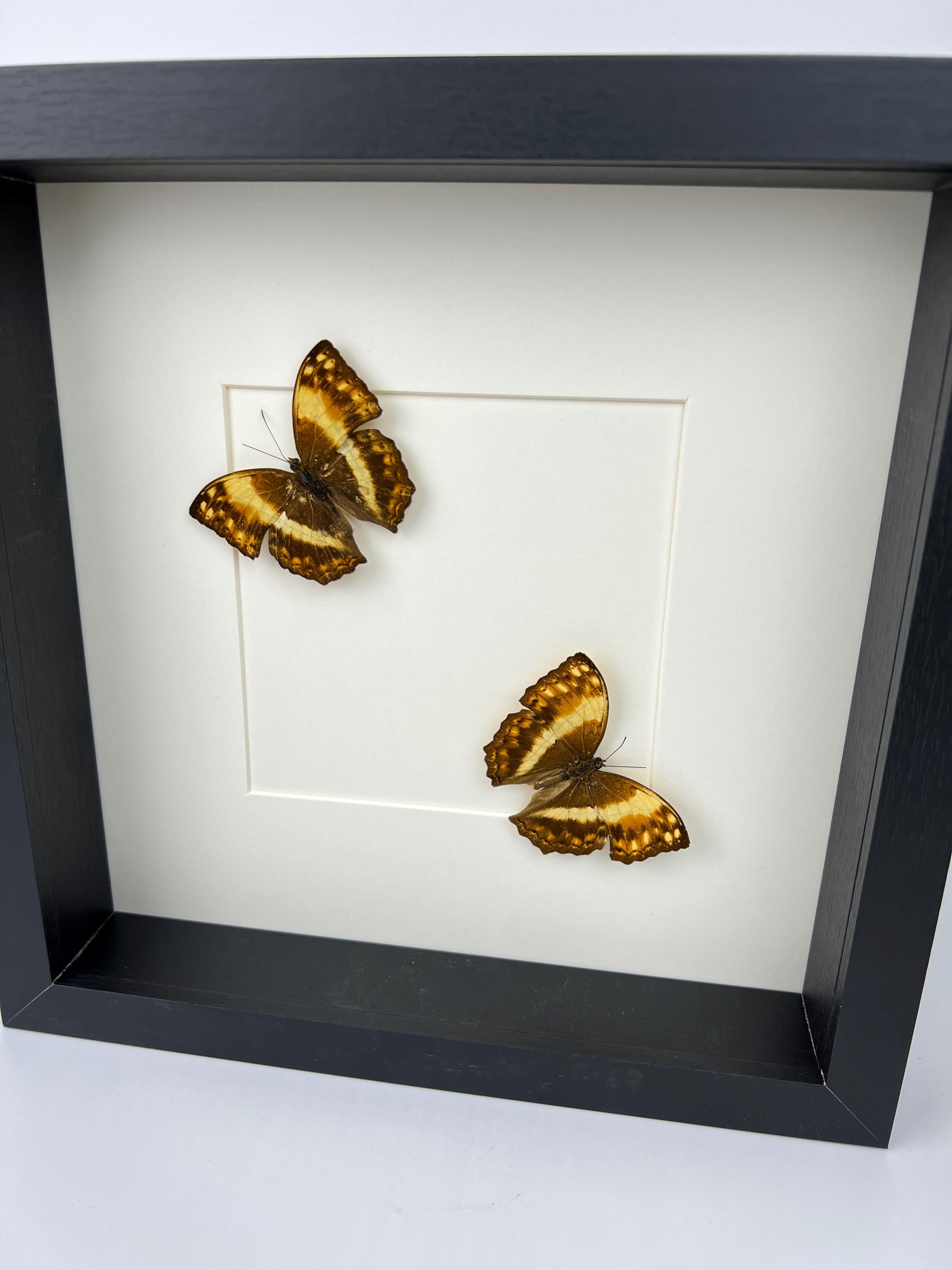 Harma Theobene gerahmt