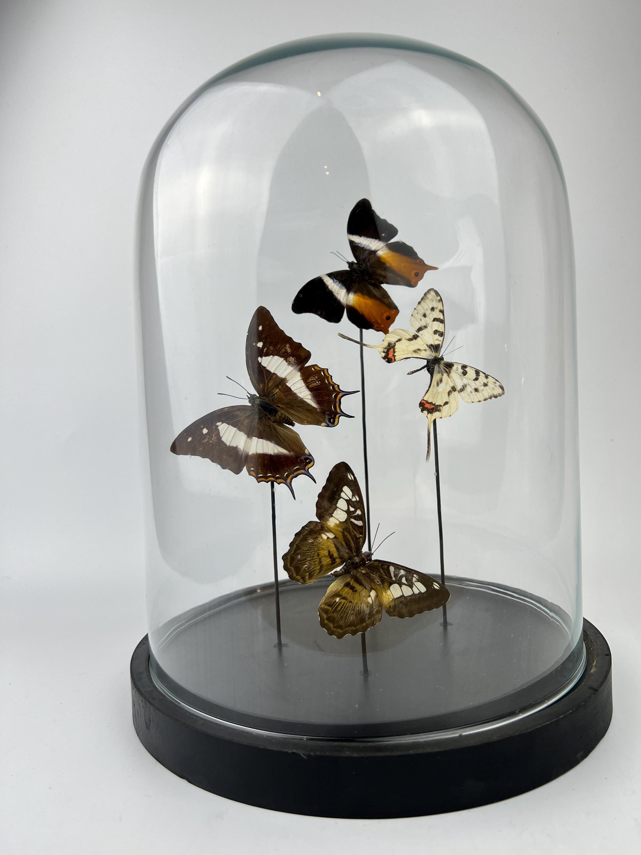 Mix vlinders in stolp