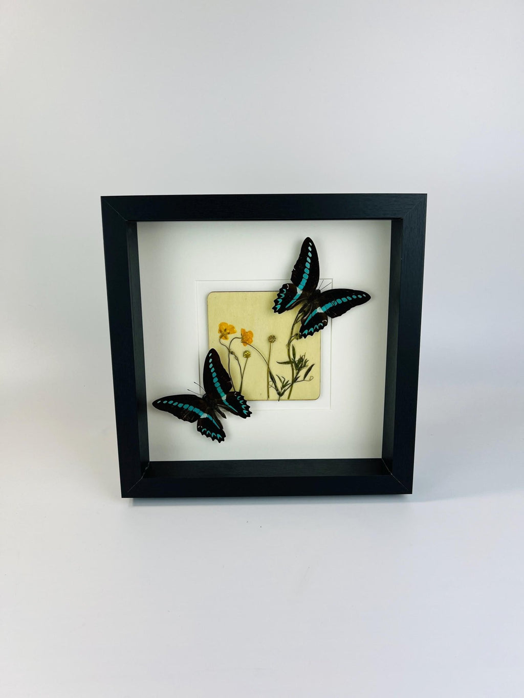 „Graphium Sarpedon“ und „Wildflower“ im Rahmen von KEY LIME STORE