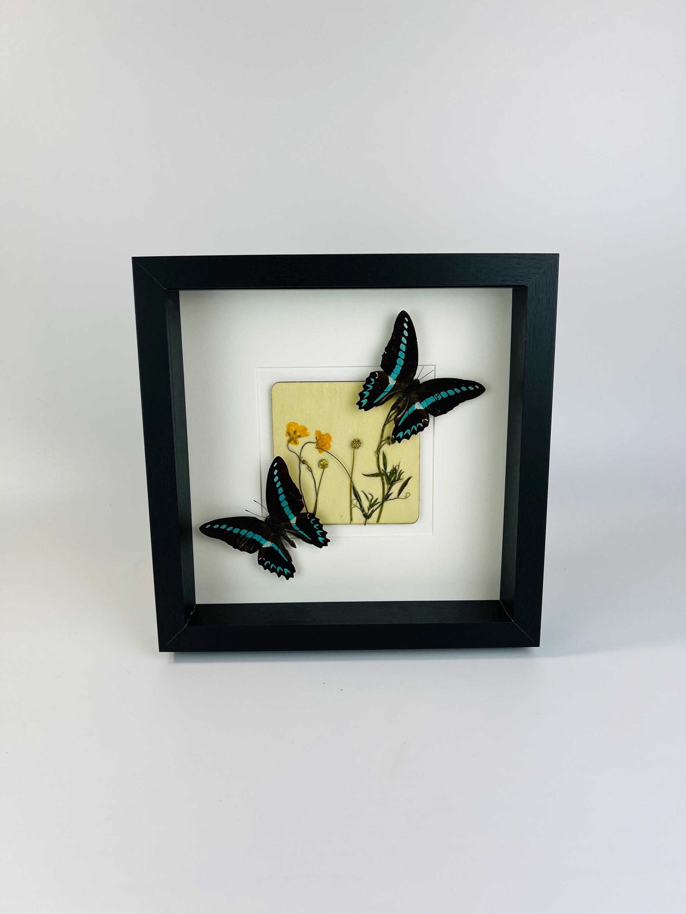 „Graphium Sarpedon“ und „Wildflower“ gerahmt