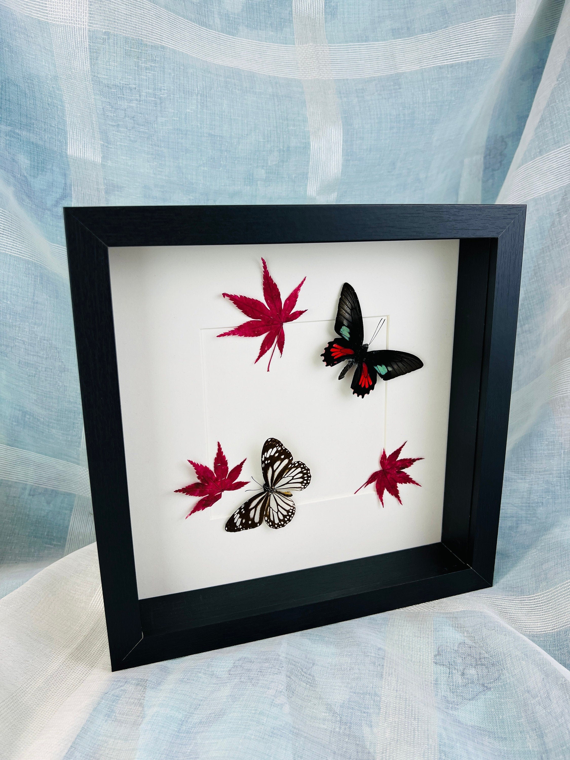 Parides Aeneas en Danaus Melanippus met Japanse esdoorn in lijst