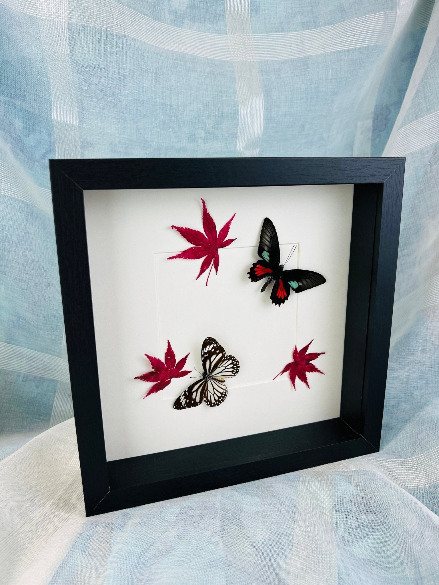 Parides, Aeneas und Danaus, Melanippus mit japanischem Ahorn in einem Rahmen von KEY LIME STORE