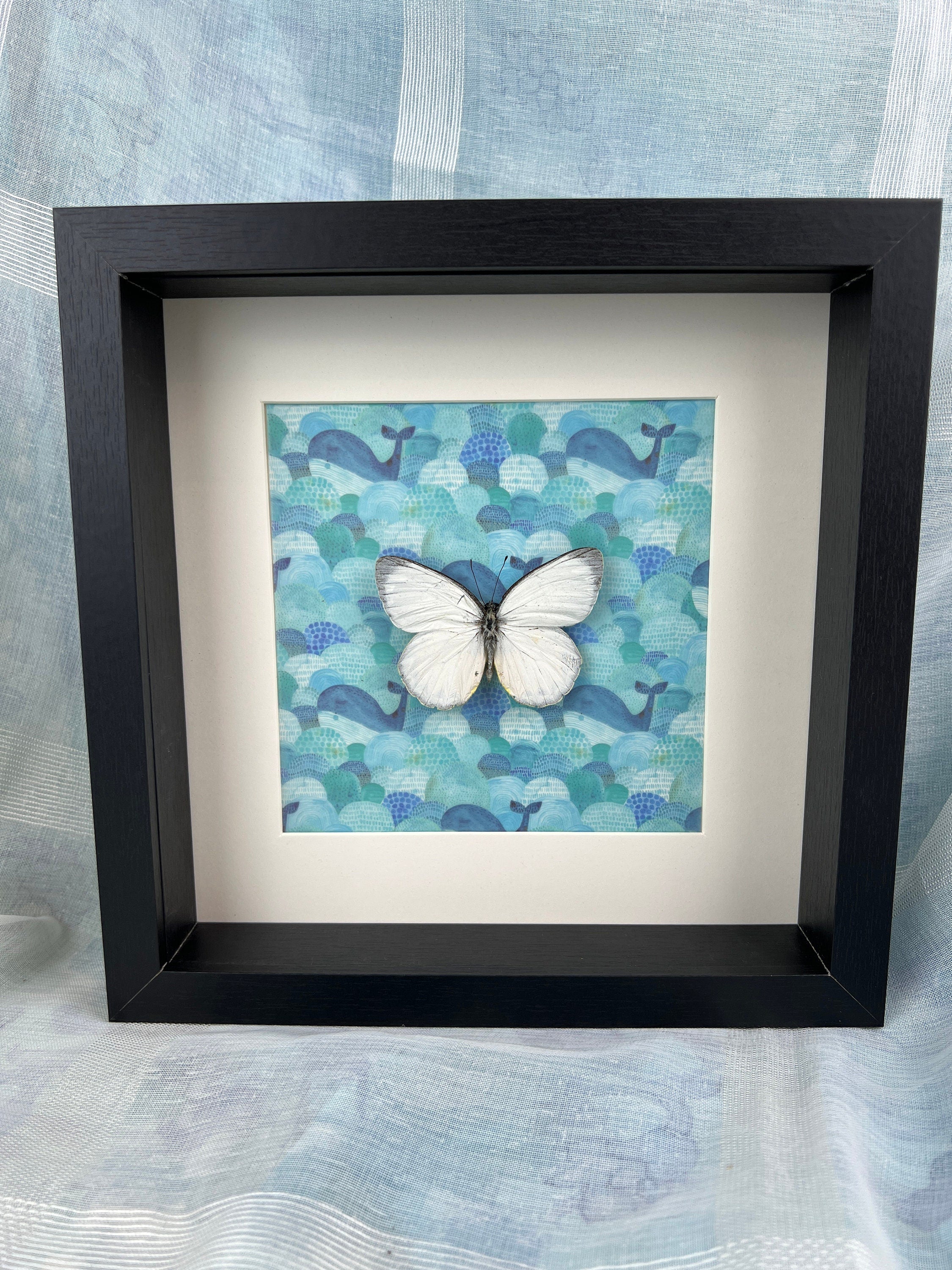 Delias Descombesi op print in lijst