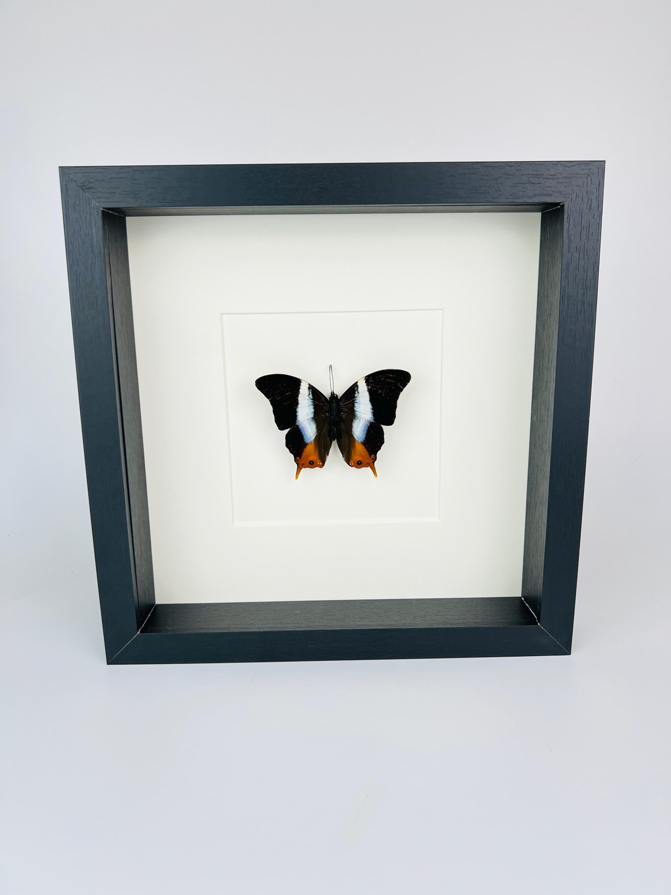 Palla Violinitens in lijst