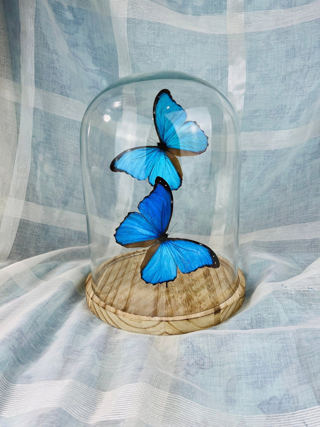 Morpho Didius in einer Glasglocke von KEY LIME STORE