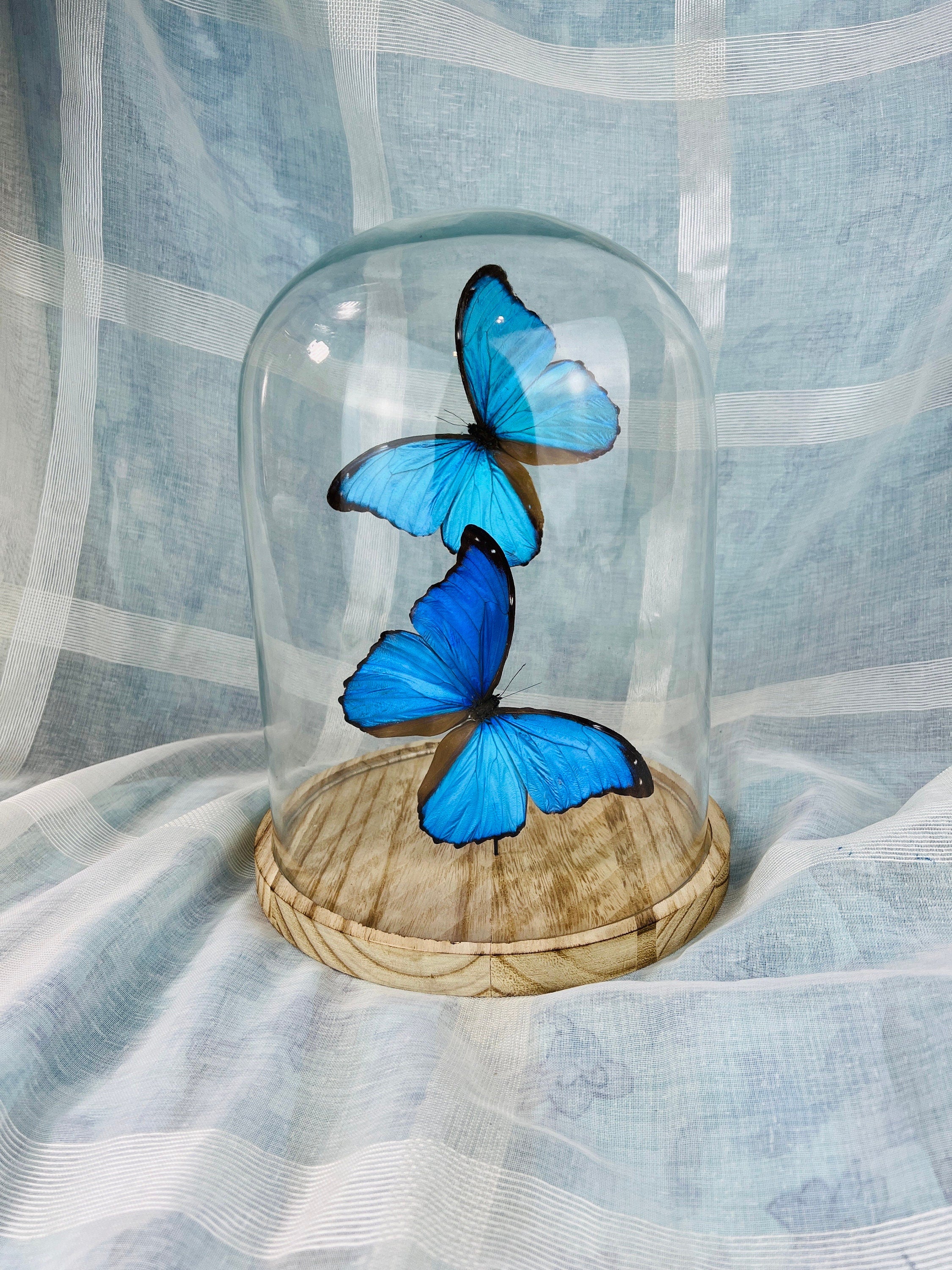 Morpho Didius sous cloche