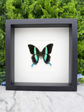 A framed image of a colorful butterfly with blue and green markings on a white background.