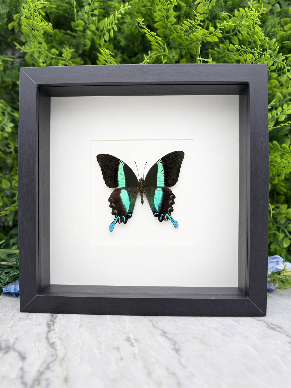 A framed image of a colorful butterfly with blue and green markings on a white background.