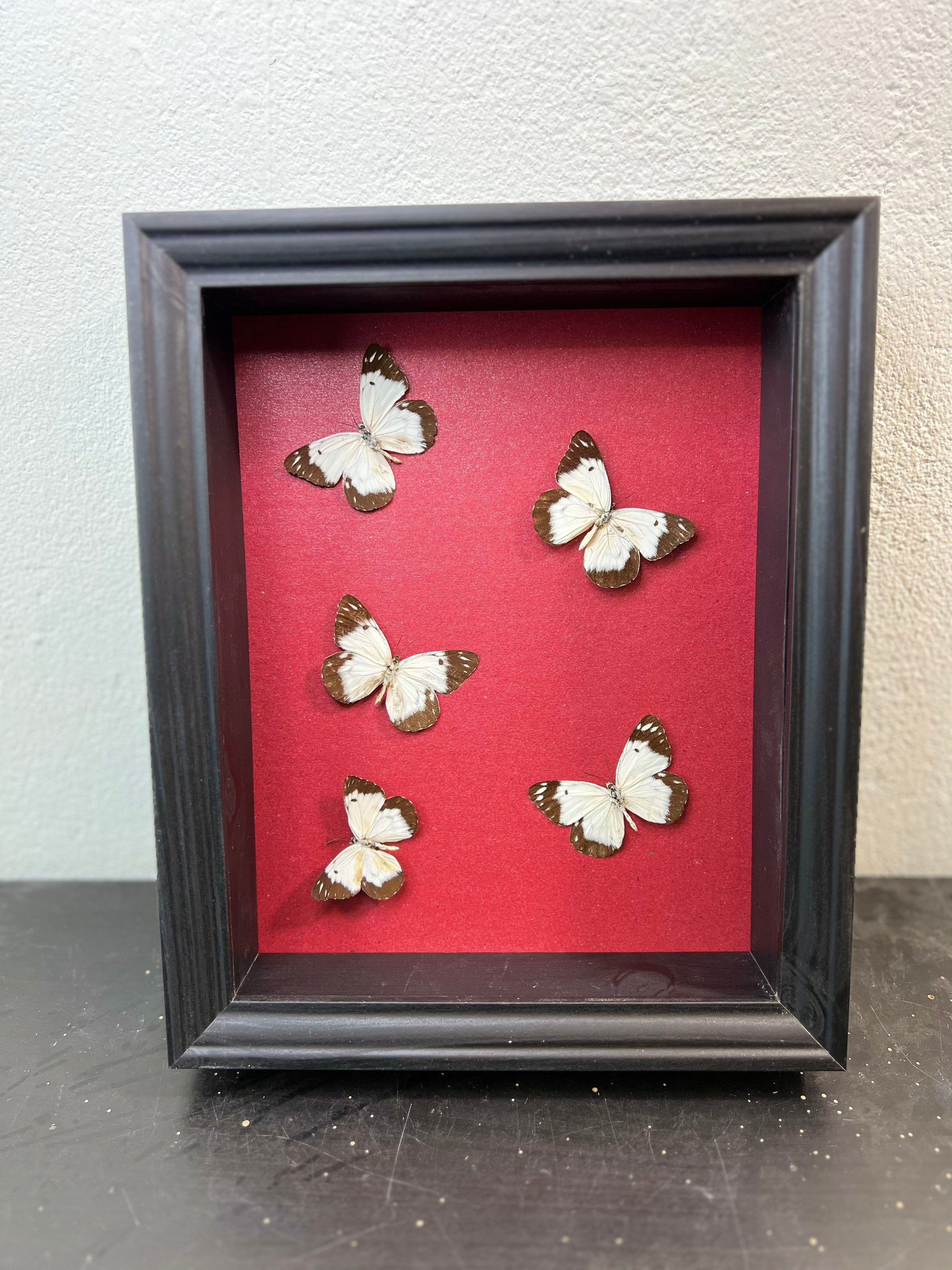 Schmetterlinge im Rahmen