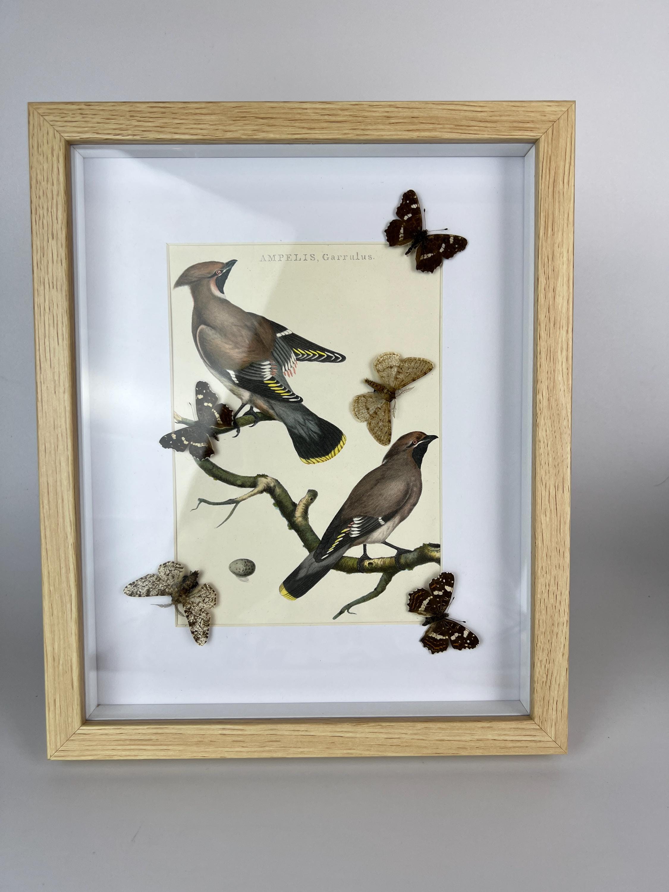 Vlinders op vintage botanische print in lijst