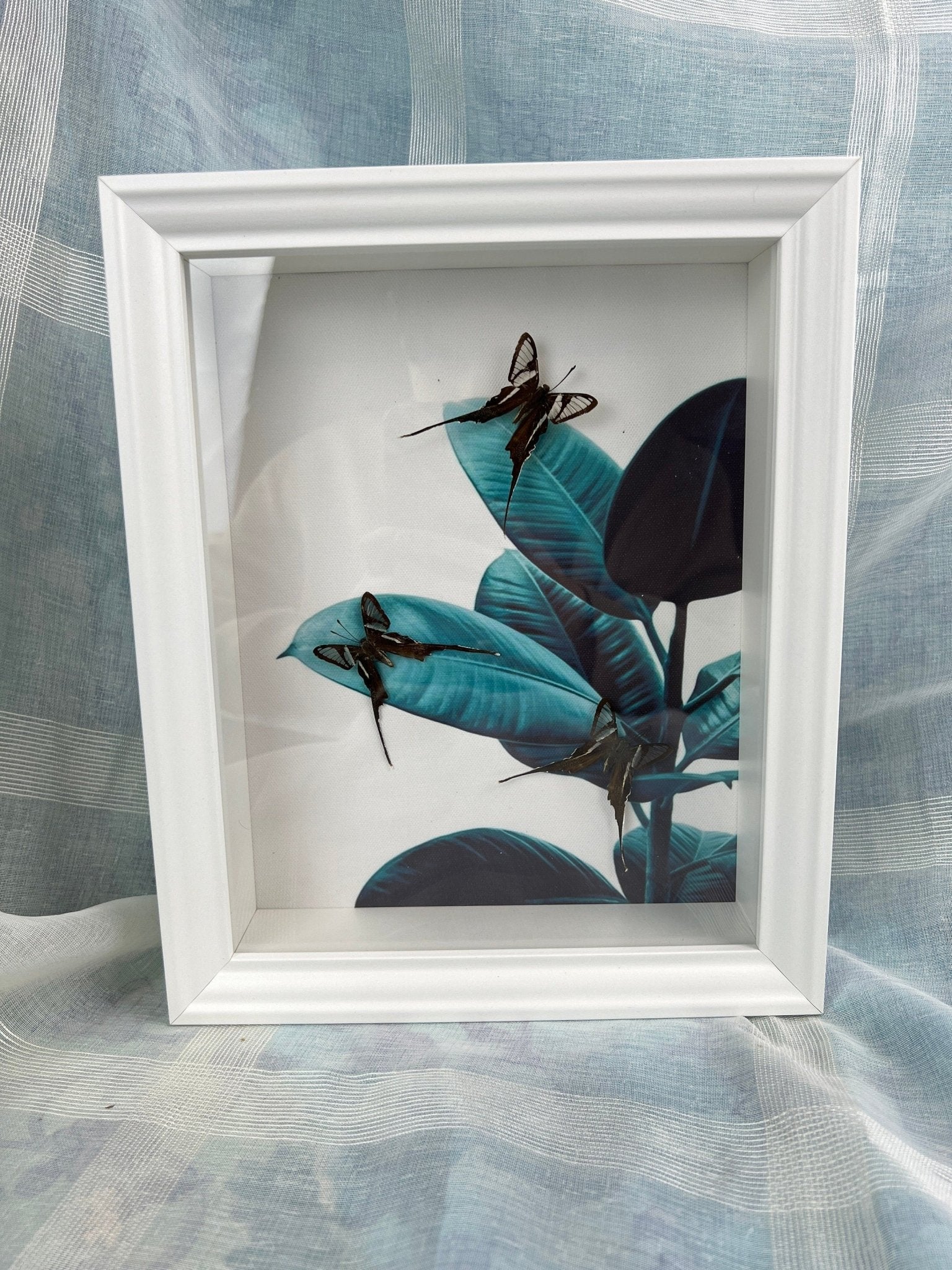 Lamproptera Meges in lijst by KEY LIME STORE