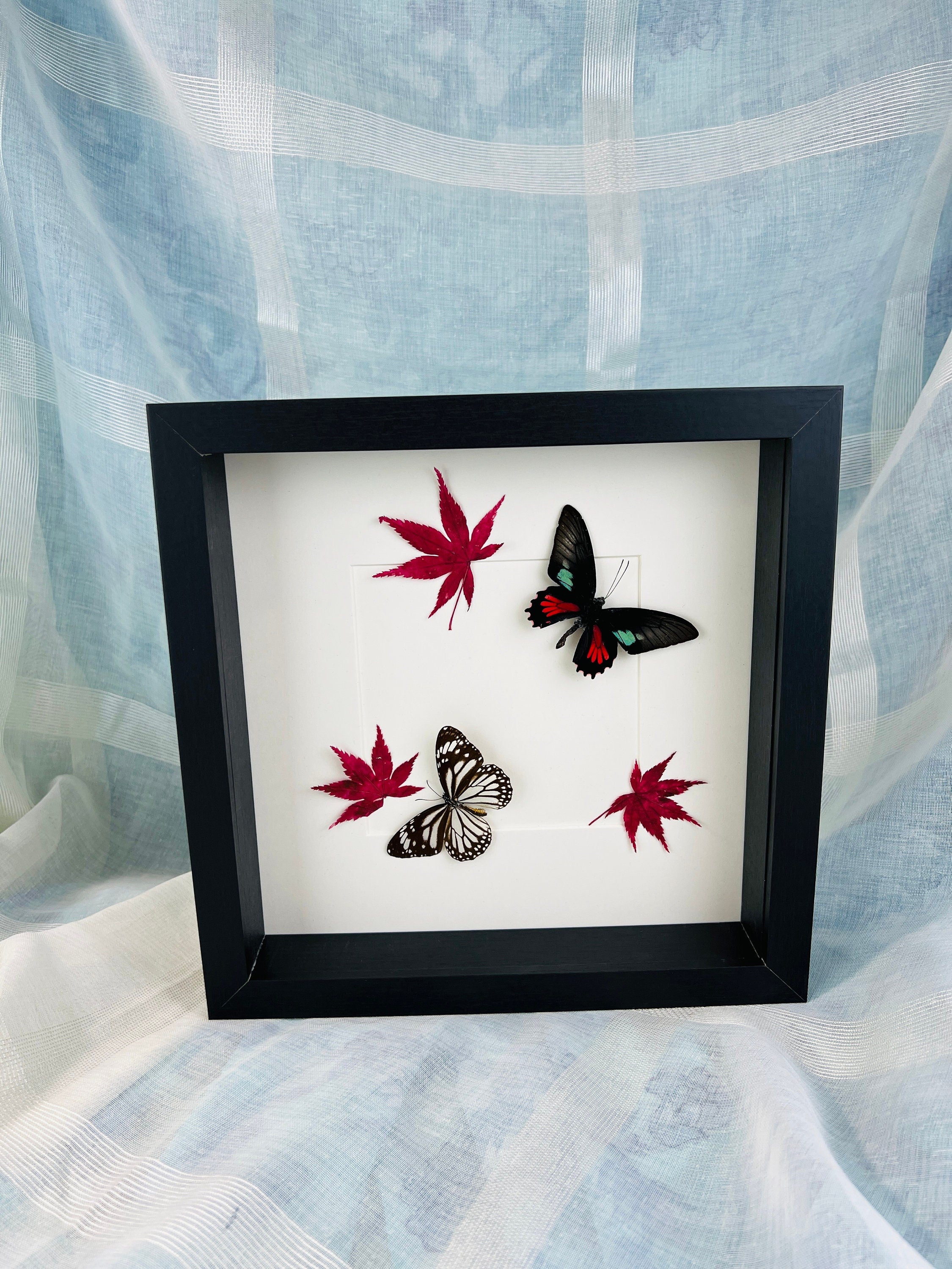 Parides Aeneas en Danaus Melanippus met Japanse esdoorn in lijst