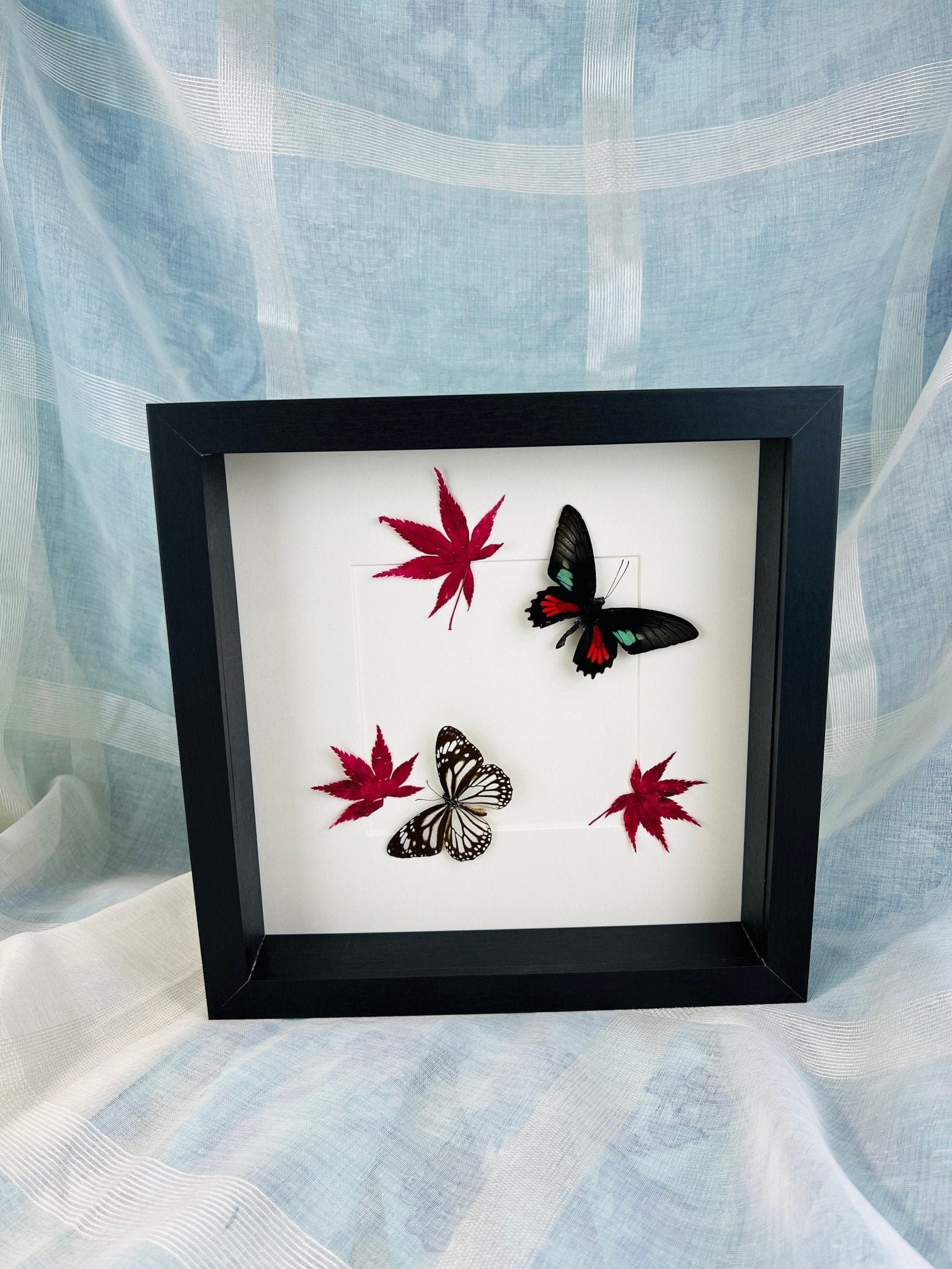 Parides, Aeneas und Danaus, Melanippus mit japanischem Ahorn in einem Rahmen von KEY LIME STORE