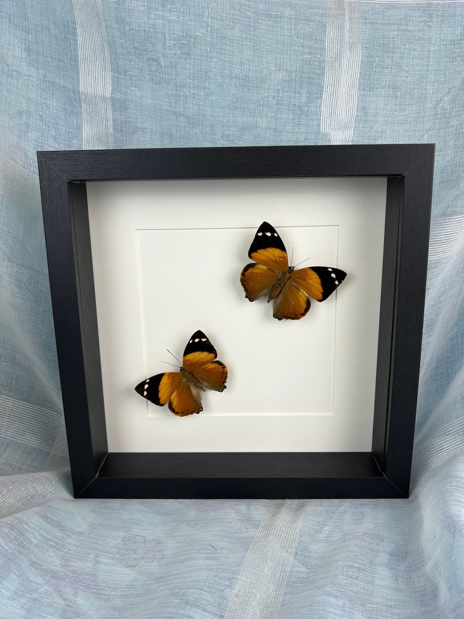 Smyrna Blomfieldia in lijst by KEY LIME STORE