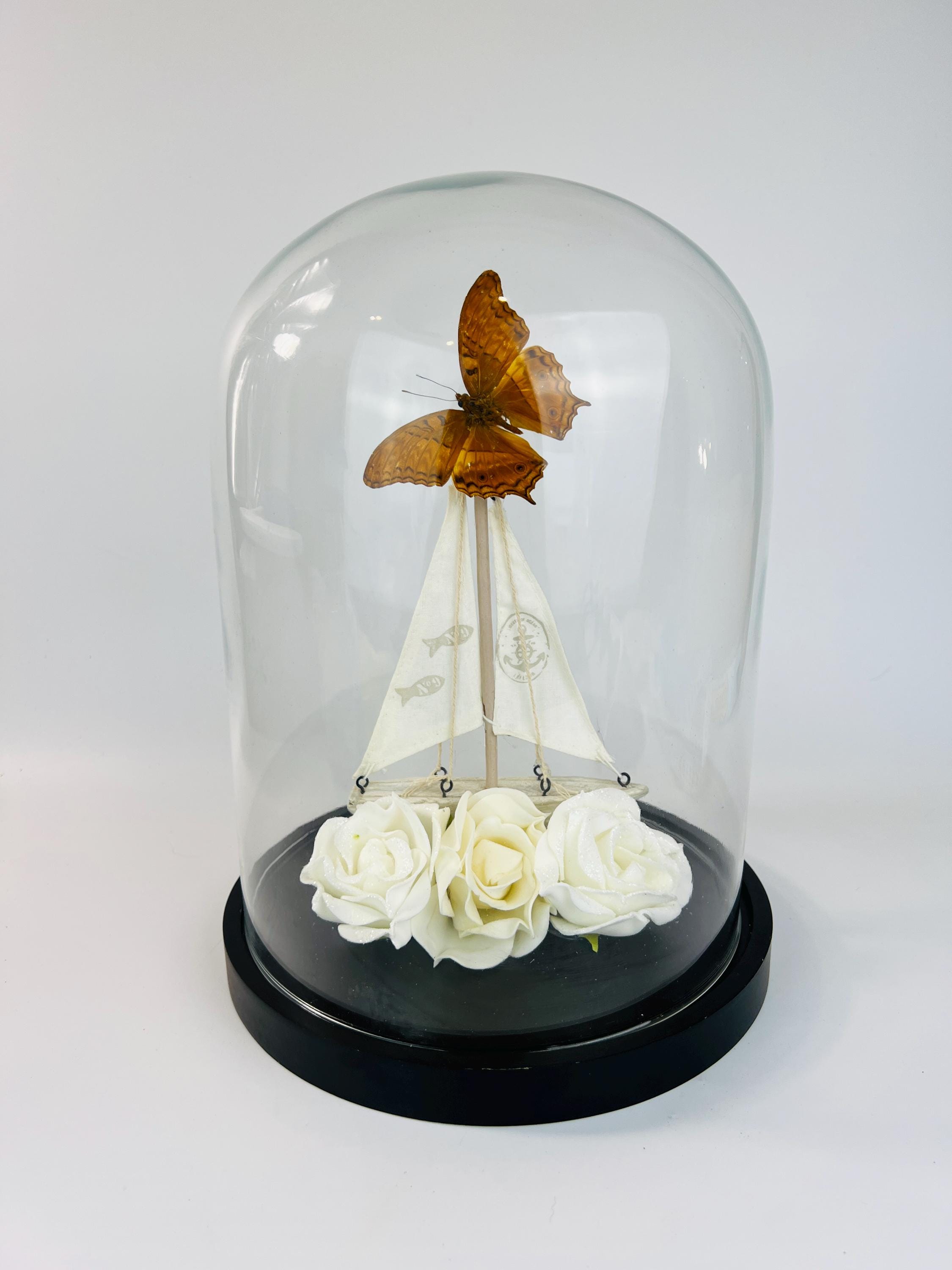 Echte vlinder | Vindula Dejone met bootje en rozen in stolp (31x23cm)