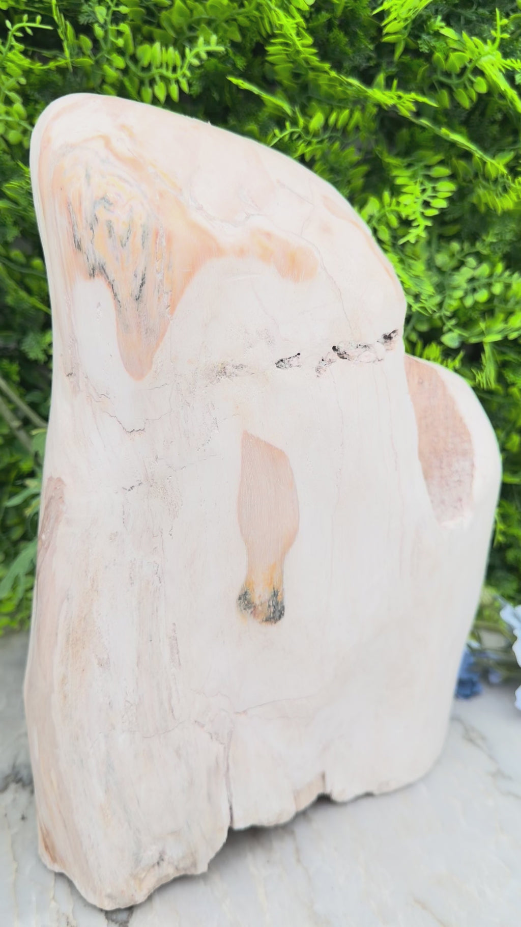 XL - Petrified wood from Indonesia (7920 gr/31 cm)