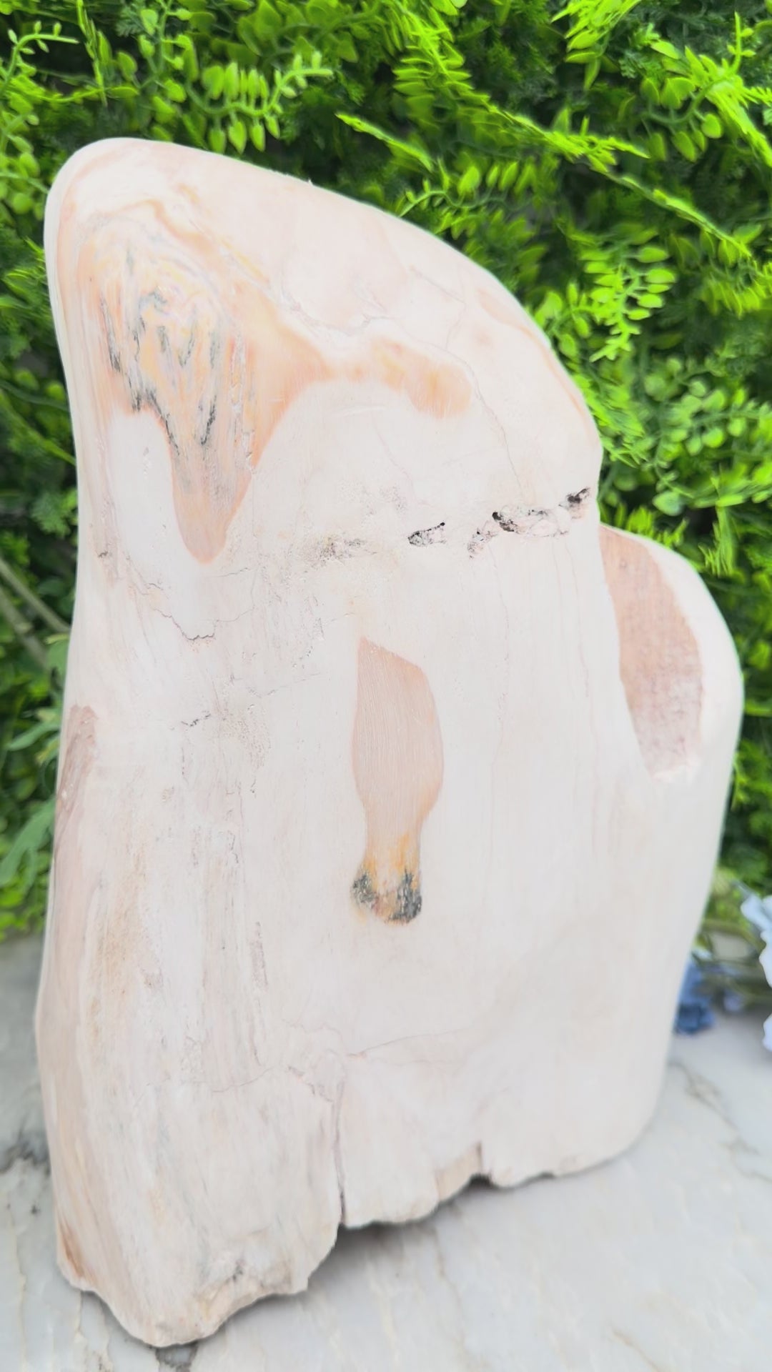 XL - Versteend hout uit Indonesië (7920 gr/31 cm)