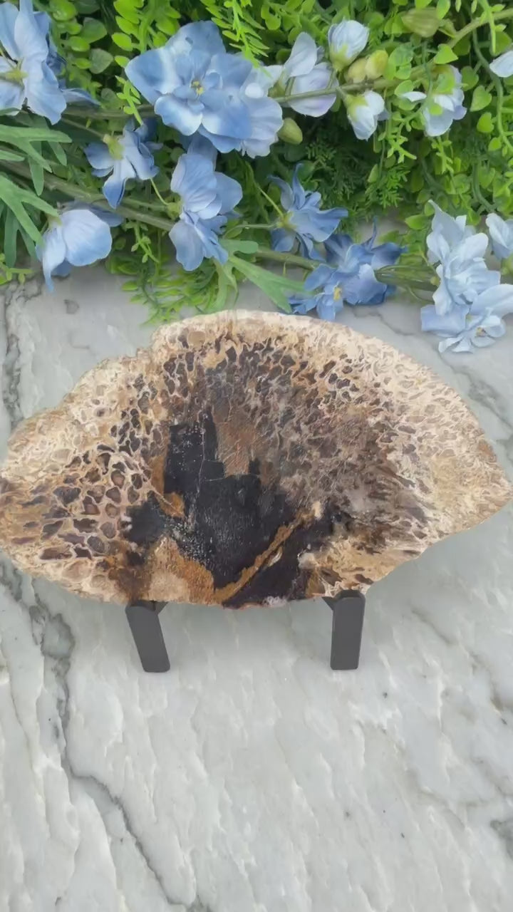 Fossiele Zwarte palm schijf op standaard