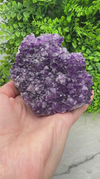 Amethist cluster pine